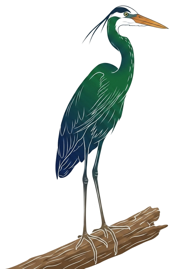Great Blue Heron