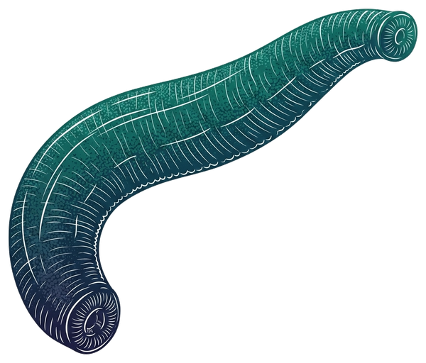 Leech