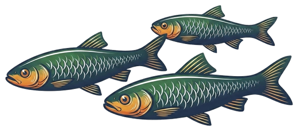 Minnows, Loons