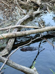 Speed River