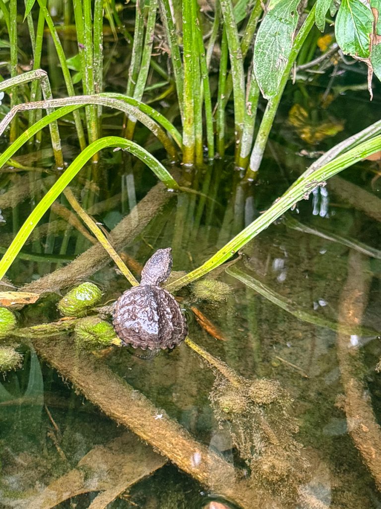 Newly hatched snapping turtles released into the Speed River near our cleanup area